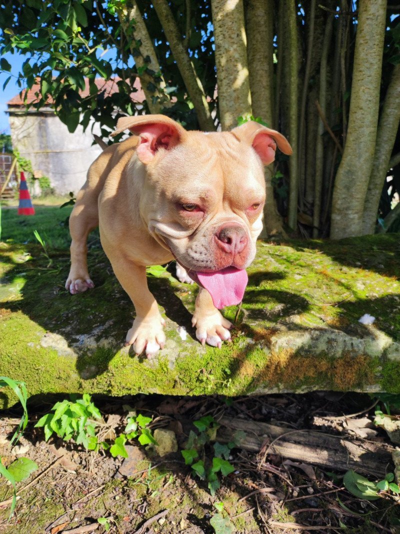 teckna Femelle American Bully