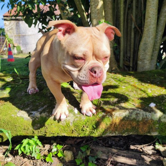teckna Femelle American Bully
