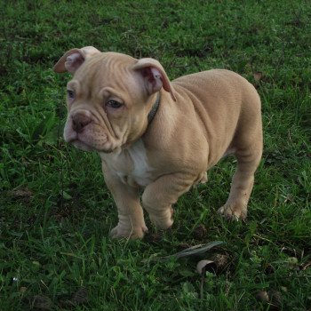 chiot American Bully champagne teckna élevage val beauty