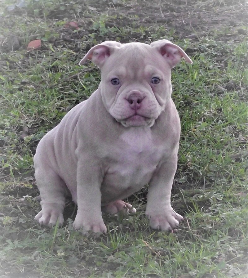 thélia Femelle American Bully