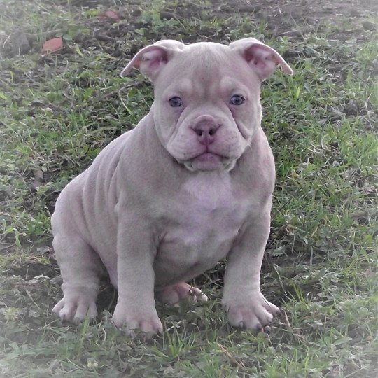 thélia Femelle American Bully