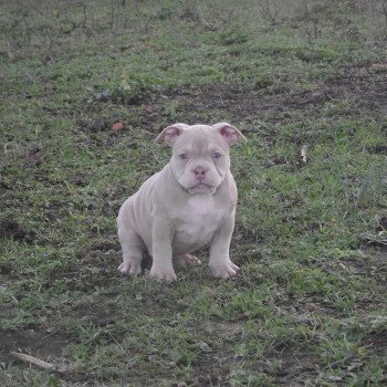 chiot American Bully lilas thélia élevage val beauty