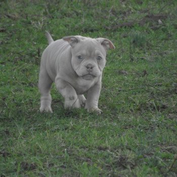 chiot American Bully lilas thélia élevage val beauty
