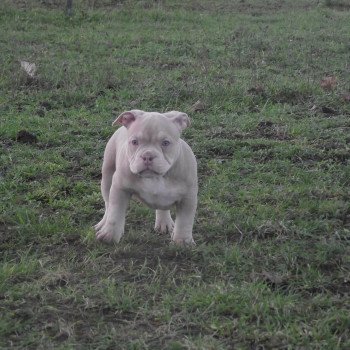 chiot American Bully lilas thélia élevage val beauty