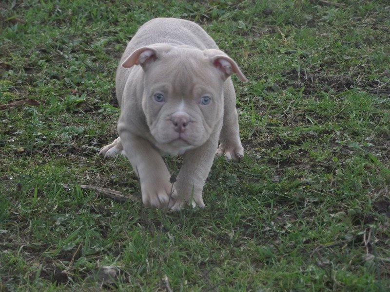 thenor Mâle American Bully