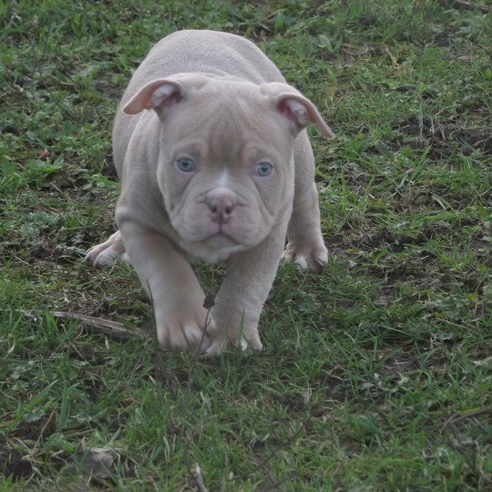 thenor Mâle American Bully