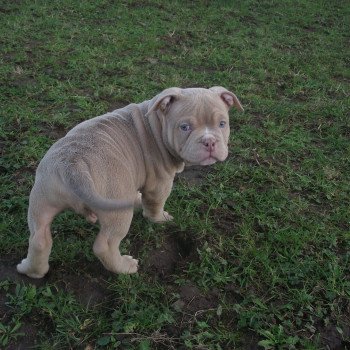chiot American Bully lilas thenor élevage val beauty