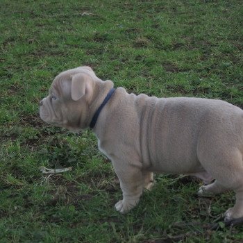 chiot American Bully lilas thenor élevage val beauty