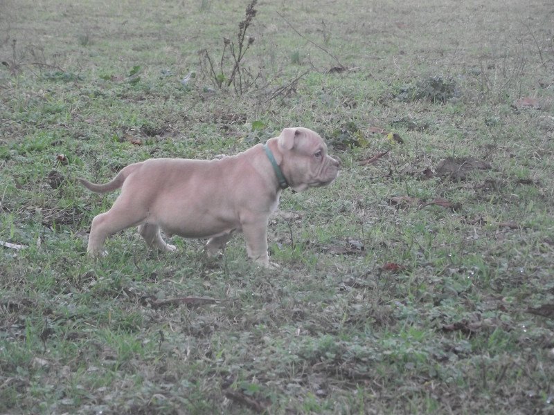 thors Mâle American Bully