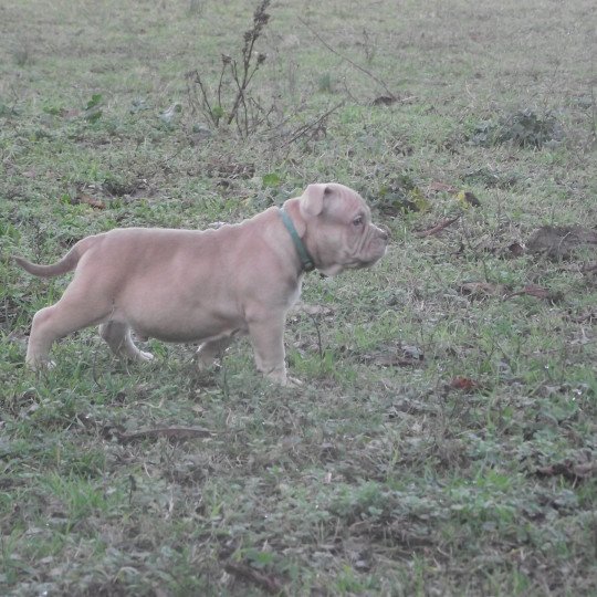 thors Mâle American Bully
