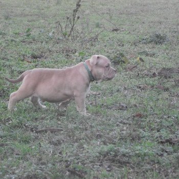 chiot American Bully fauve thors élevage val beauty