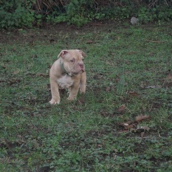 chiot American Bully fauve thors élevage val beauty