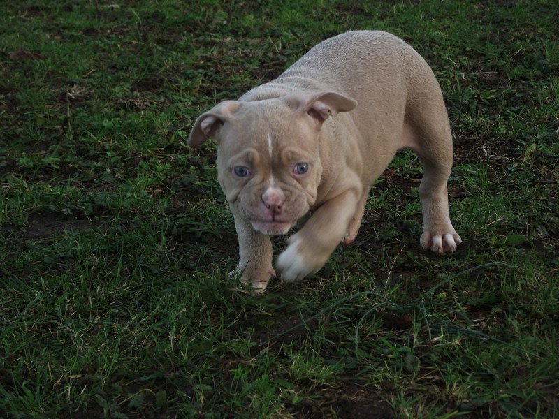 tiyana Femelle American Bully