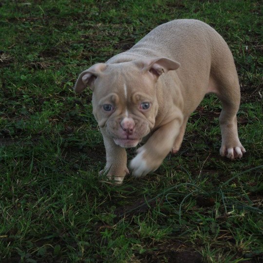 tiyana Femelle American Bully