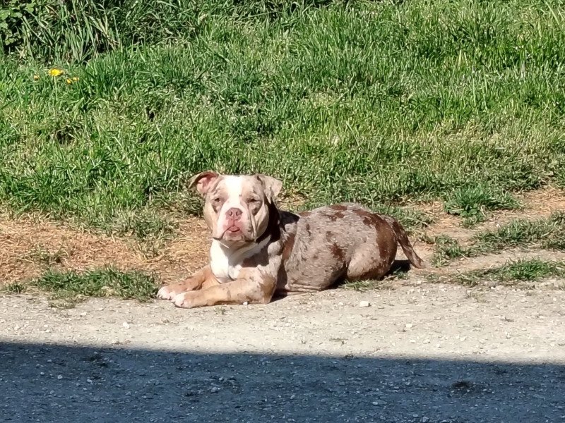 Uendy Femelle American Bully