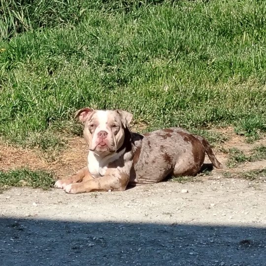 Uendy Femelle American Bully
