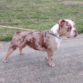 chien American Bully chocolat merle Uendy élevage val beauty