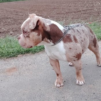 chien American Bully chocolat merle Uendy élevage val beauty