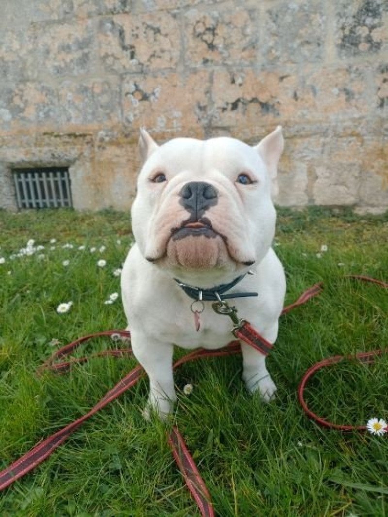 Unique Femelle American Bully