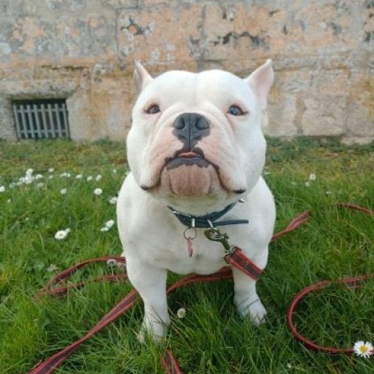 Unique Femelle American Bully