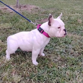 chien American Bully blanche bleu merle Unique élevage val beauty