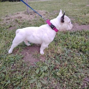 chien American Bully blanche bleu merle Unique élevage val beauty