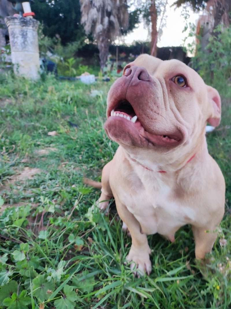 xena Femelle American Bully xena Femelle American Bully
