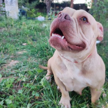 chien American Bully champagne xena élevage val beauty chien American Bully champagne xena élevage val beauty