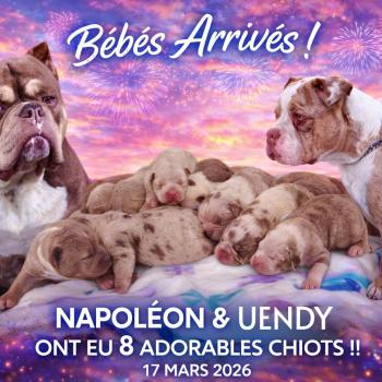 Chiot American Bully  élevage val beauty