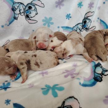 Chiot American Bully  élevage val beauty