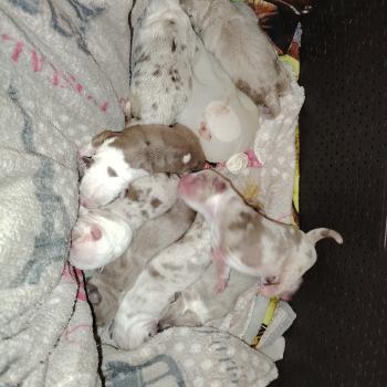 Chiot American Bully  élevage val beauty