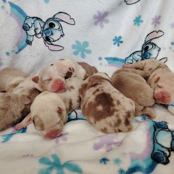 Chiot American Bully  élevage val beauty